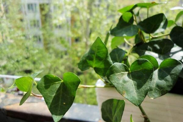 常春藤水澆多了怎么辦，脫盆晾土，重新栽種