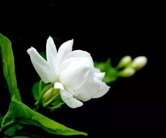 茉莉扦插生根最快方法，排水透氣土壤/一年生健壯10厘米枝條