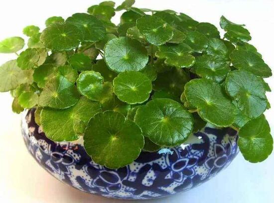 銅錢草的風(fēng)水作用是什么，銅錢草的功效與作用