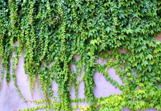 常春藤干枯了還會(huì)活嗎，干枯后存活四種解決辦法