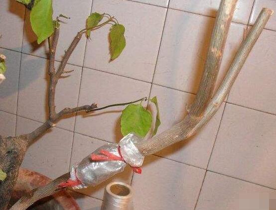 三角梅的繁殖方法，盤(pán)點(diǎn)三種常見(jiàn)繁殖方法(扦插/高壓/播種)