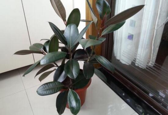 橡皮樹的好處，六大好處深受喜愛