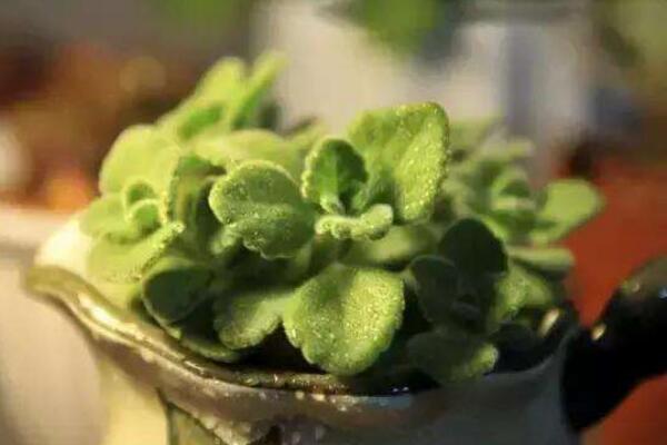 碰碰香幾月份可以扦插，扦插最佳時(shí)間在5-10月