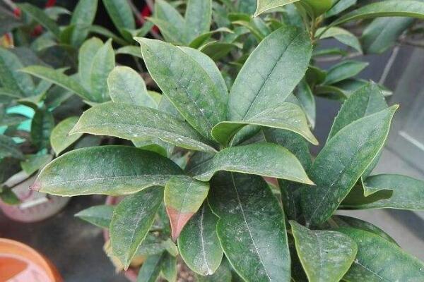 桂花不開花的解決方法，補(bǔ)充養(yǎng)分并增加光照