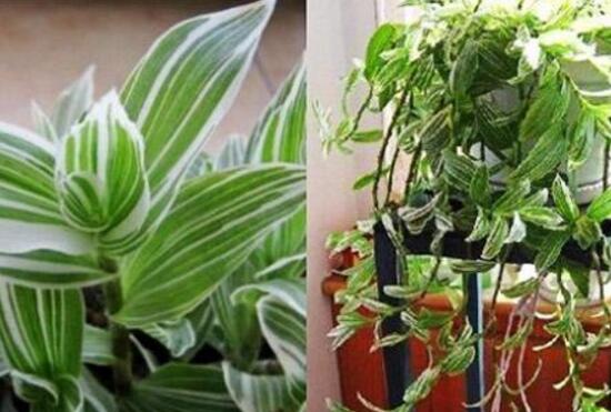 吊蘭有哪些品種，吊蘭的品種圖片大全