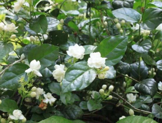 茉莉花掉葉子怎么辦，四種原因以及解決辦法