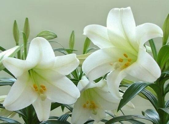 百合花怎么繁殖，百合花的繁殖方法