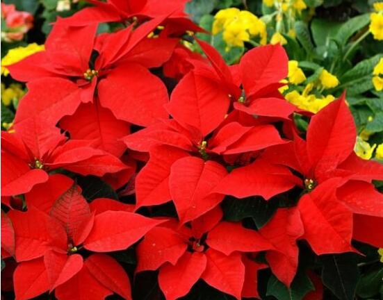 一品紅怎么澆水，一品紅澆水方法