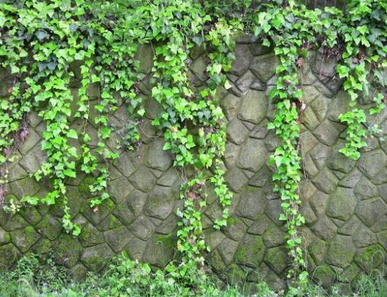 常春藤和爬山虎的區(qū)別，三個(gè)方法教你簡(jiǎn)單分辨