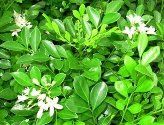 九里香怎么養(yǎng)，九里香的養(yǎng)殖方法