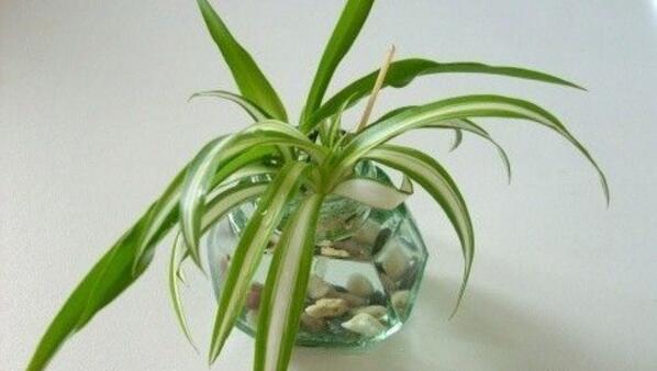 吊蘭能水養(yǎng)嗎，吊蘭水培養(yǎng)護(hù)要點(diǎn)以及注意事項