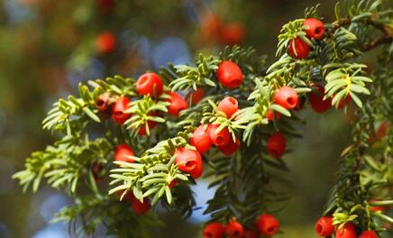 紅豆杉有哪些品種，中國(guó)就有6個(gè)品種