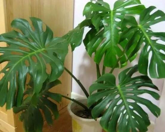 龜背竹滴的水有毒嗎，有毒/皮膚接觸會導(dǎo)致刺痛灼傷