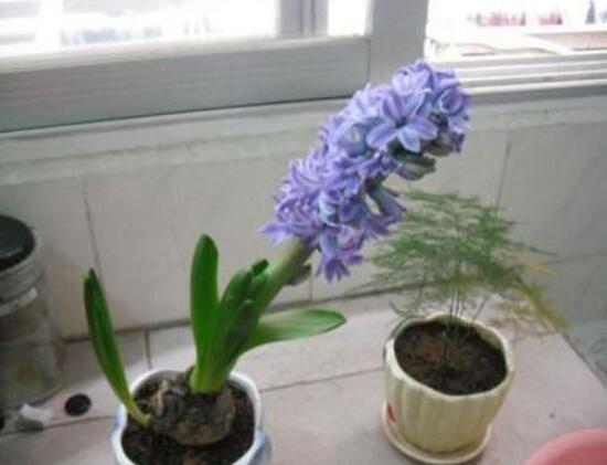 風信子怎么修剪，風信子修剪方法過程