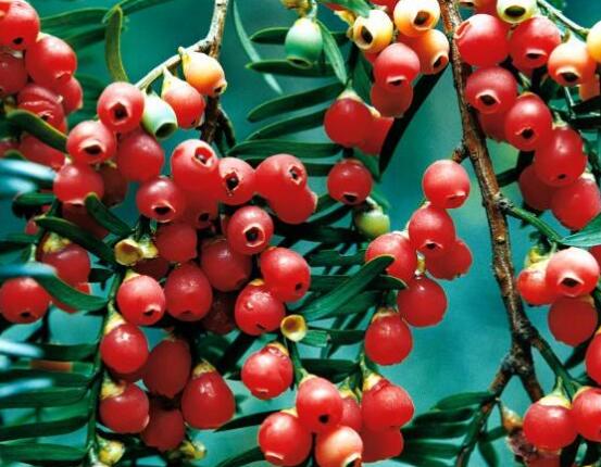 紅豆杉干枯后急救方法，教你四種方法輕松解決