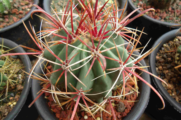 仙人球的種類有哪些，根據(jù)外觀/毛刺/可食用性區(qū)分