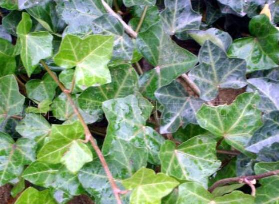 常春藤葉子干枯怎么辦，做好這五點即可恢復生機