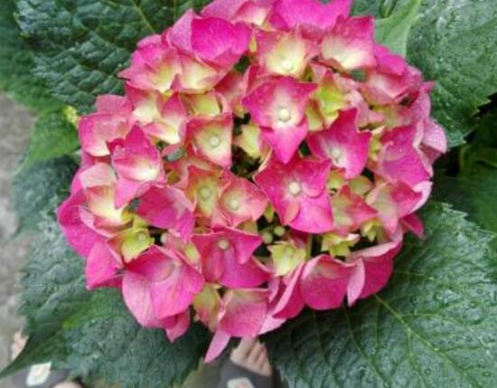 繡球花幾月扦插，二月萌芽扦插最佳