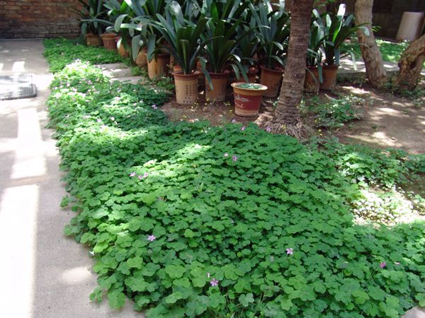 君子蘭施肥方法，加固肥和追液肥兩種方法讓你君子蘭年年開(kāi)花