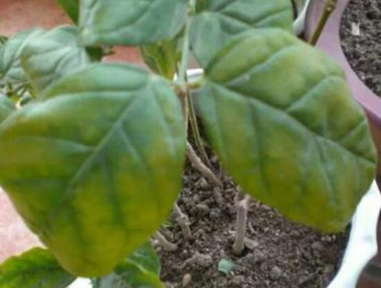 仙客來葉子發(fā)黃的原因，仙客來葉子發(fā)黃怎么辦