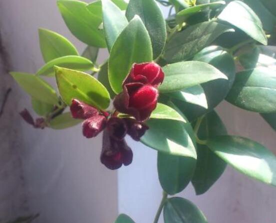 口紅吊蘭怎么繁殖，老農(nóng)教你六個(gè)簡(jiǎn)單步驟盆盆爆滿