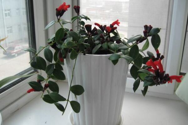 口紅吊蘭能水培嗎，水培養(yǎng)殖起來更加方便