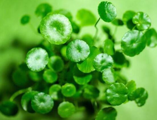 銅錢草怎么繁殖，盤點(diǎn)銅錢草三種繁殖方法(扦插/分株/播種)