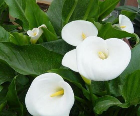 海芋和馬蹄蓮的區(qū)別，教你三種區(qū)別方法(形態(tài)/花序/價(jià)值)