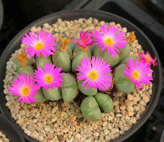 生石花用什么盆好，陶盆、泥瓦盆、紫砂盆任選其一(深盆)