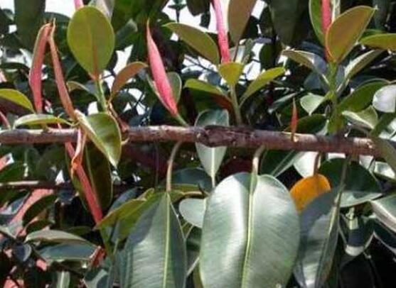 橡皮樹(shù)長(zhǎng)黑斑怎么辦，兩種原因以及解決辦法