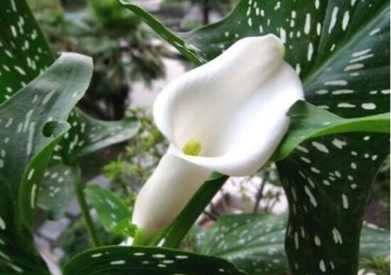 馬蹄蓮的品種有哪些，馬蹄蓮品種圖片大全