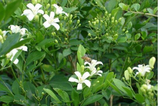 九里香有毒嗎，九里香可以放臥室嗎/無(wú)毒不能放