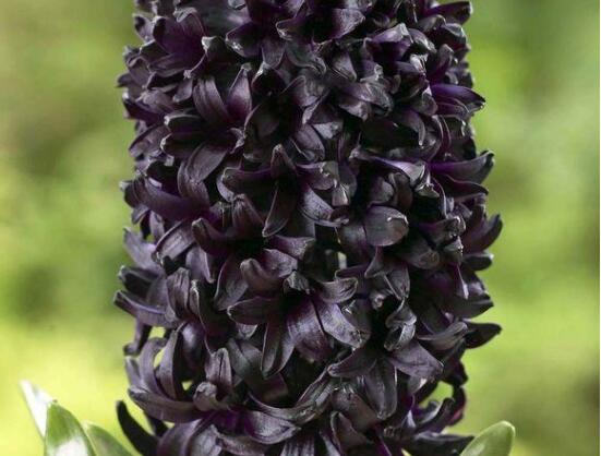 風信子的品種，風信子最美麗八大品種