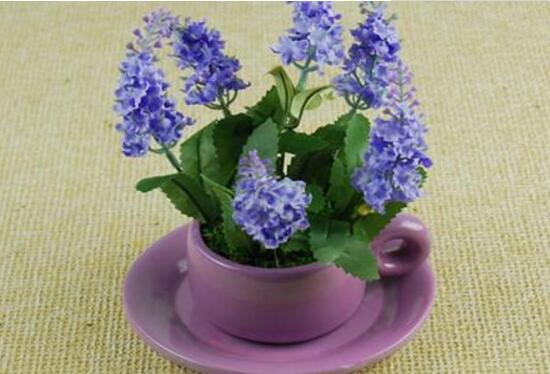 薰衣草怎么養(yǎng)比較好，薰衣草的養(yǎng)殖方法