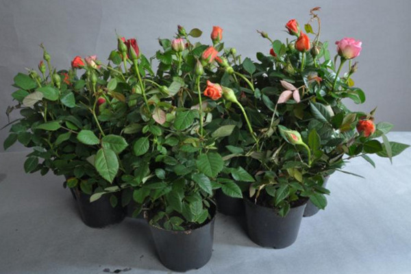 月季換盆注意事項，要選擇合適的換盆時間