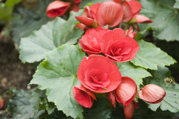 麗格海棠一棵能養(yǎng)幾年，最長三年第一年最重要