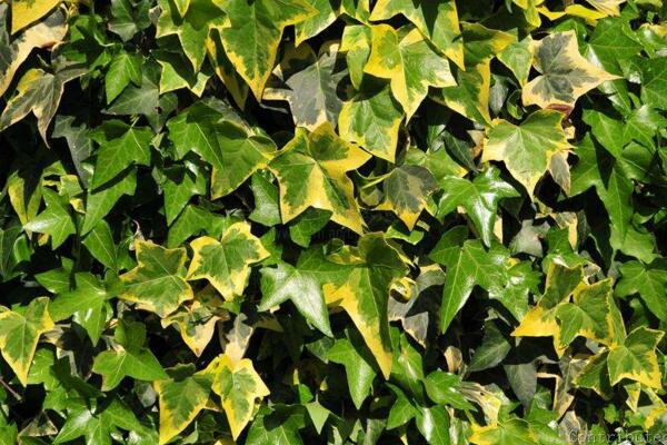 常春藤哪個品種最好，中華常春藤最為常見