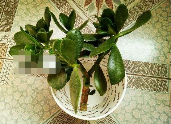 燕子掌怎么繁殖，主要有兩種扦插方法(土插與水插)