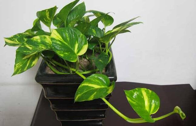 綠蘿幾天澆一次水，季節(jié)不同澆水頻率也不同