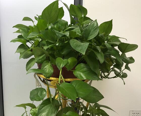 綠蘿有毒嗎，有毒千萬(wàn)別當(dāng)菜吃