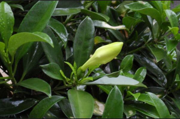 平安樹葉子長斑怎么辦，兩種方法幫你輕松解決（通風(fēng)/除病害）