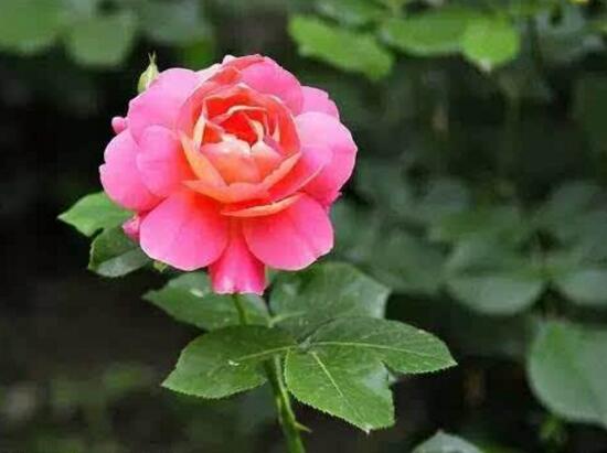 月季花怎么修剪，月季花的修剪方法