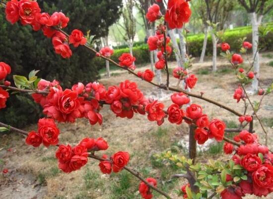 海棠花有哪些品種，海棠花品種大全大圖