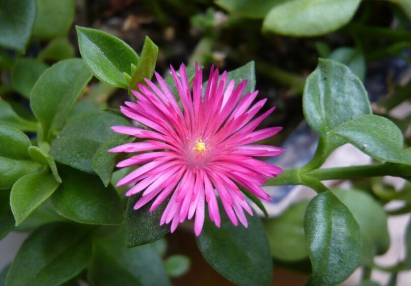 牡丹吊蘭可以水培嗎，可以/但是要及時的換水