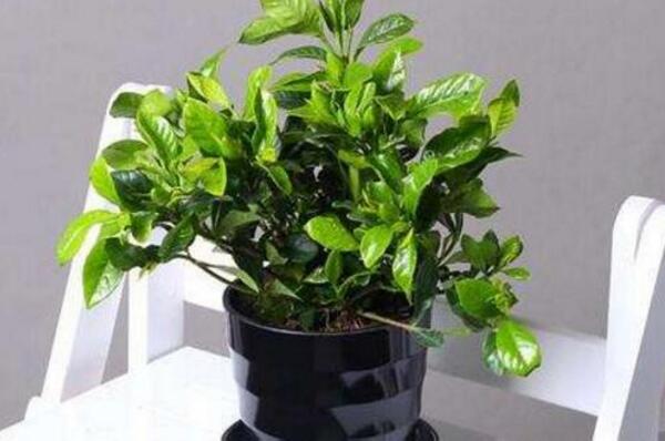 梔子花為什么只長葉子不開花，5種原因以及解決辦法