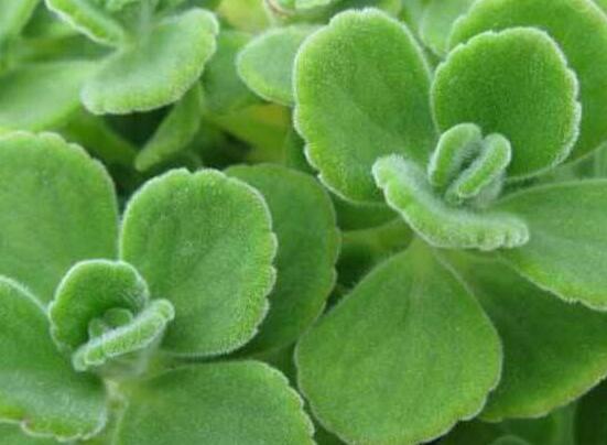 碰碰香爛根處理方法，老農(nóng)總結(jié)兩種最簡單有效措施(輕度與重度)