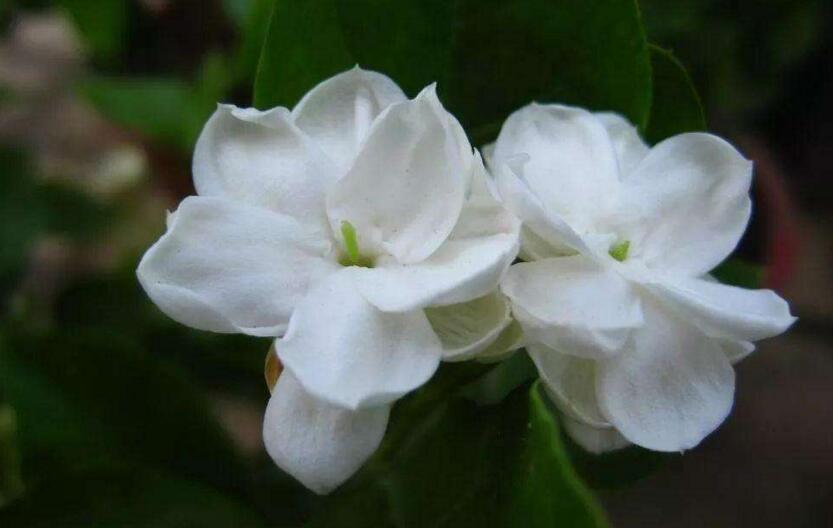 茉莉的花語，地區(qū)和數(shù)量不同代表的寓意也不同