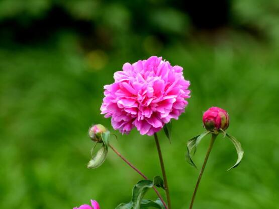 芍藥花與牡丹花的區(qū)別，教你三種區(qū)別方法(屬性/形態(tài)/花序)