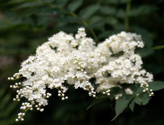 六月雪花怎么施肥，六月雪花施肥方法