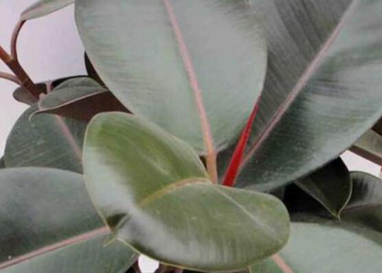 橡皮樹多高怎么去頭，擇理想的高度（生長出芽點(diǎn)）